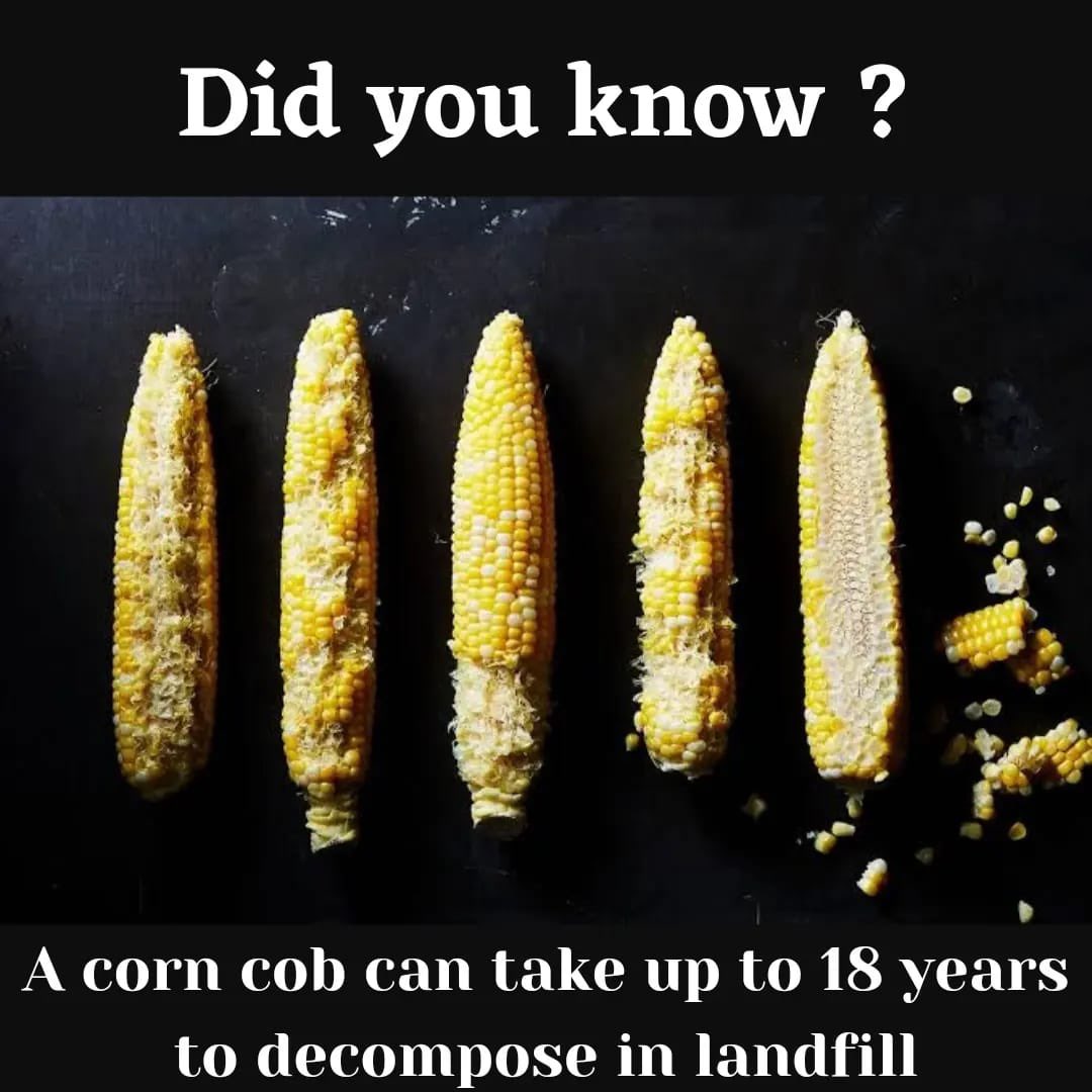 Greenbin_SA's tweet photo. Did you know?
A single corn cob can take up to 18 years to decompose in landfill🤯

Help keep food waste of out landfill by letting us collect it♻️

Join the #GreenMovement today💚

#GreenBinSA 
#ClimateCrisis 
#GreenBinIt 
#ClimateActionNow 
#ConsciousPlanet 
#BetterTogether https://t.co/aSvLcwgAi9