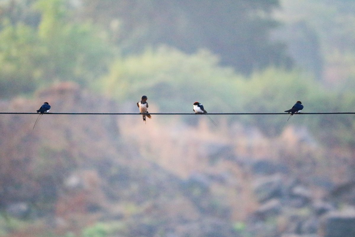 rohan_malusare's tweet photo. The wire-tailed swallow is a small passerine bird in the swallow family. It has two subspecies: H. s. smithii, which occurs throughout Africa, and H. s. filifera, which is found in southern and southeastern Asia.
#birdphotography #birdsofindia #natureshots #birdsplanet https://t.co/dT7C2t4lXw