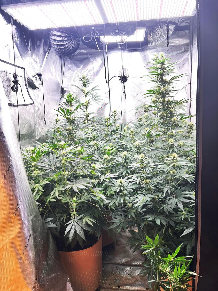 ViparSpectraLED's tweet photo. #ViaprSpectra LED Grow Light using scenes! 
(Photo by Brian Jellison)
🔥Low price! Speed to buy it! 23% discounts for P1500.🤩🥳
ViparSpectra US Amazon Store: https://t.co/0LlbIa0O7z
#P1500, used for all stages of growth and flowering, feature dimmable, 450 PCS LEDs. https://t.co/SdtqQNVpnY