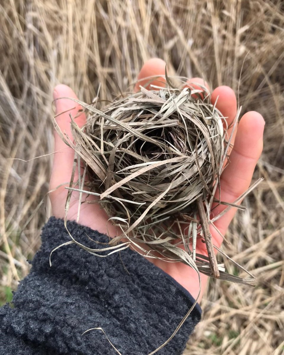 Can you guess what Penny found at Seaton Wetlands 👀 
*
*
*
*
A perfectly round breeding nest of a harvest mouse 🐭 
This nest was vacated and found on the floor. Generally If you find a nest it's always best to leave it, you never know what could be hiding inside! 🐰 🐤