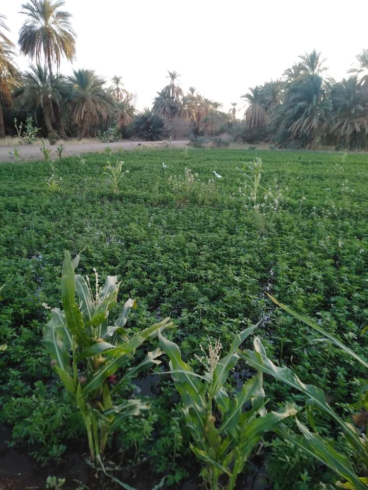 وادي الغلابه (@yalkrfaby2) on Twitter photo 