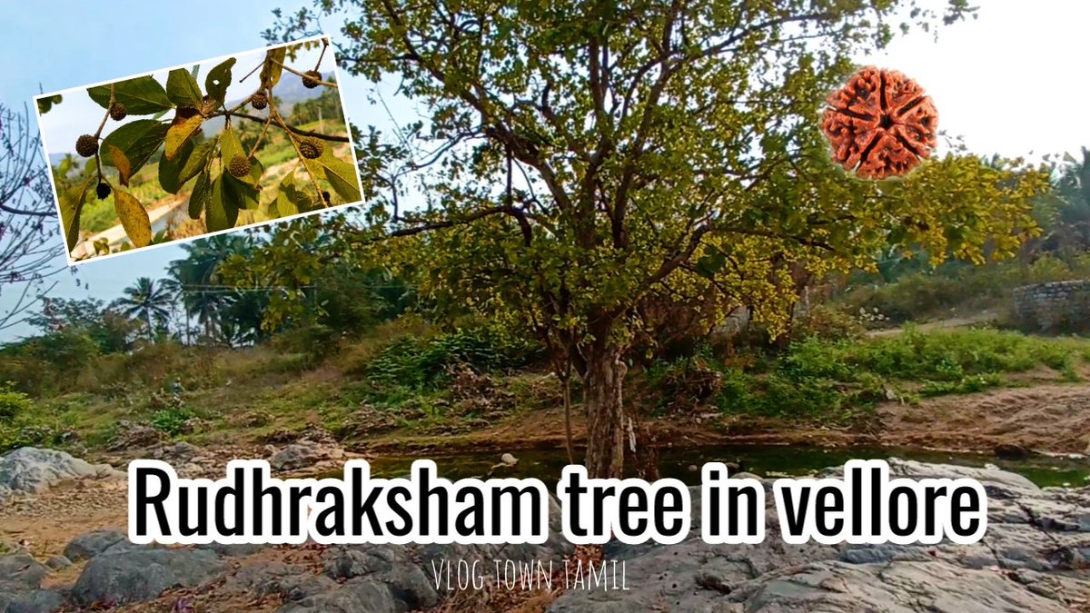 New video out now 
#vlogtowntamil