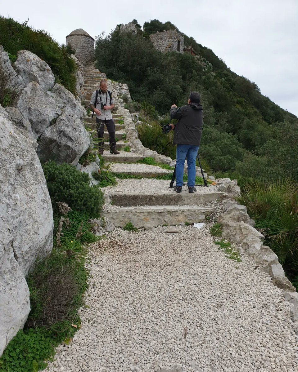 GibReserve's tweet photo. filming continues for next season of Rock Explorers which airs in April. Today up the Rock following our Wildlife Warden Chris Durante & at Alameda Gardens talking all things Cacti with Curator Andrew Gdaniec ๐๐ต @alameda_gardens
#rockexplorers #gibnaturereserve #gibfaunaflora https://t.co/oARaNmtbwq