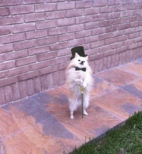 водитель в премиум тарифе: [открывает мне дверь машины]

как я себя ощущаю: