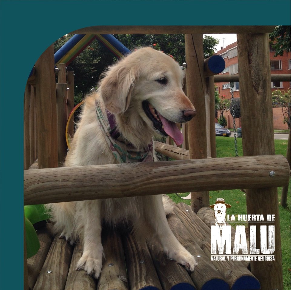 LahuertadeM's tweet photo. ¡Nos encanta generar recuerdos a tu lado! 💙💜

¿Tu mejor amigo ya probó nuestros productos? Pídelos por DM o al 3005603838.

¡Apoya emprendimientos locales! 🤗🐩🐕

#heladosparaperros #galletasparaperro #perros #snacks #galletas #helados #Bogota #jueves #recuerdos https://t.co/wLKKKalowW