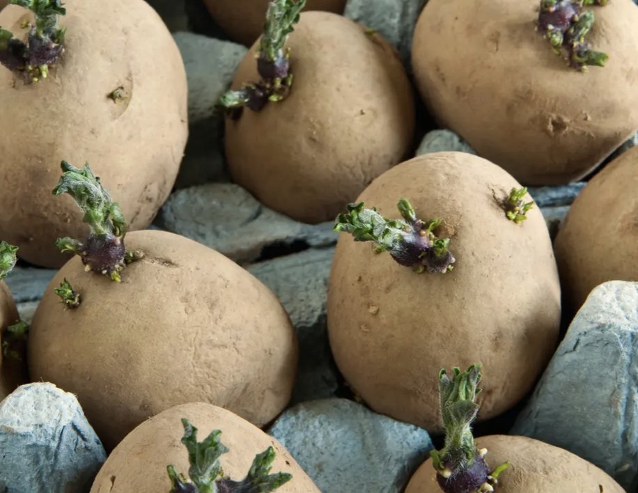 Coblands Garden Centre tweet media