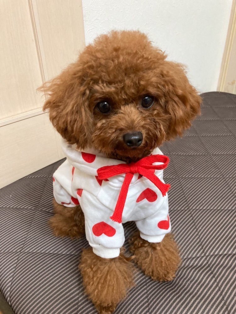 Mymelon_shop's tweet photo. とっても可愛いハートトップス♥️
バレンタインにぴったりですね😍
SALE価格1400円❣️
https://t.co/hyLqLHTDsn

#犬のいる生活
#犬好きさんと繋がりたい
#犬のいる幸せ
#トイプードル
#ダックス
#ポメラニアン
#ワンコ https://t.co/M7B2qHe1Oz