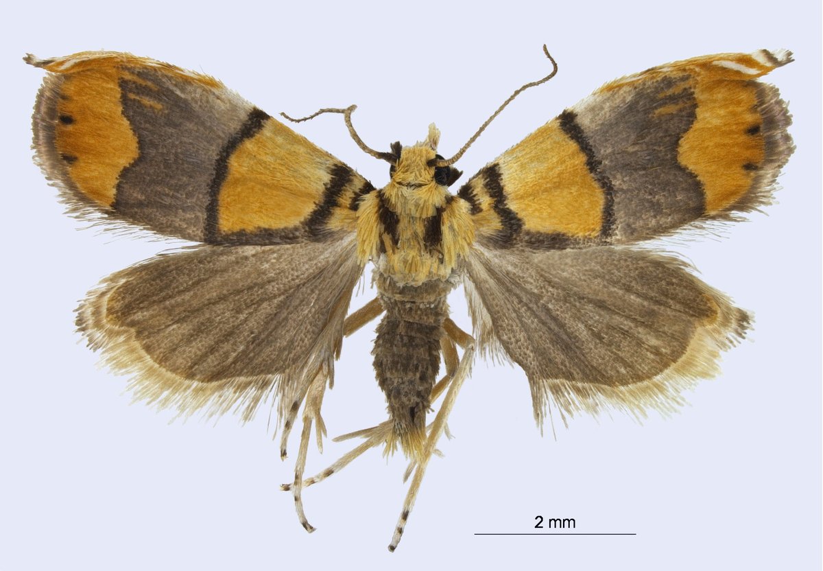 scnatCH's tweet photo. Der Kleinschmetterling Diptychophora galvani ist die Art des Jahres! Die Swiss Systematics Society würdigt damit Ricardo Galvão, der sich mutig gegen die verheerende #Biodiversität-Politik der brasilianischen Regierung gestellt hat.
➜https://t.co/5CXoT02W65 https://t.co/GnQvjadPQc