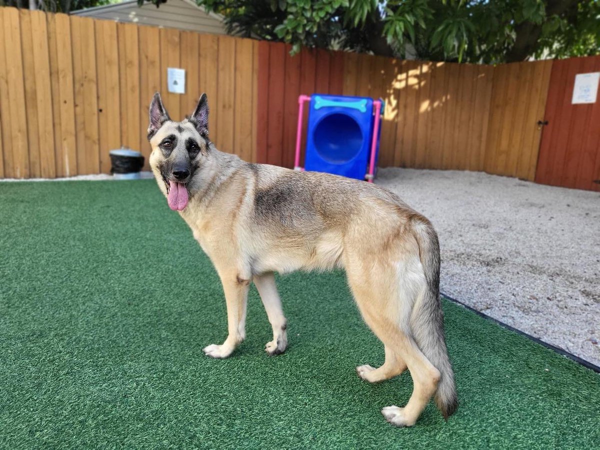 shepherdhelpfl's tweet photo. Pretty, petite 2.5 year old Bailey is sweet,dog friendly, kid friendly, house trained, leash trained &amp; energetic.  We aren't sure about cats. She would love an active family preferably with another dog and a home with a fenced in yard. #gsd #gsdrescue #germanshepherd #gsds https://t.co/Ixp6Oq2yEj