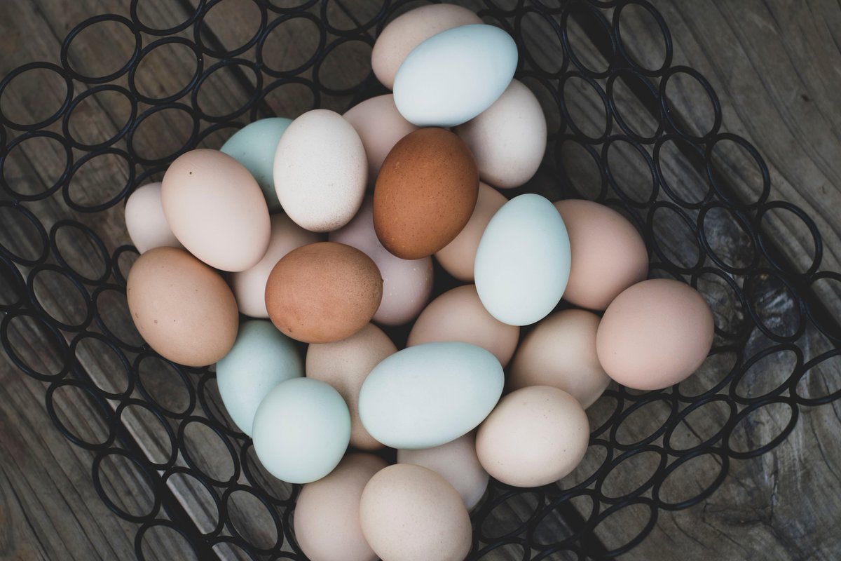 USagricultureUK's tweet photo. Livestock dominates in #StateoftheWeek #WestVirginia with broiler production at the top. Broiler chickens make up 30% of agricultural receipts. Beef and dairy cattle, turkeys, and chicken eggs are also important to the stateβs industry. π @WVDeptofAg @KentforWV @adamideast https://t.co/i0AZsAIv76