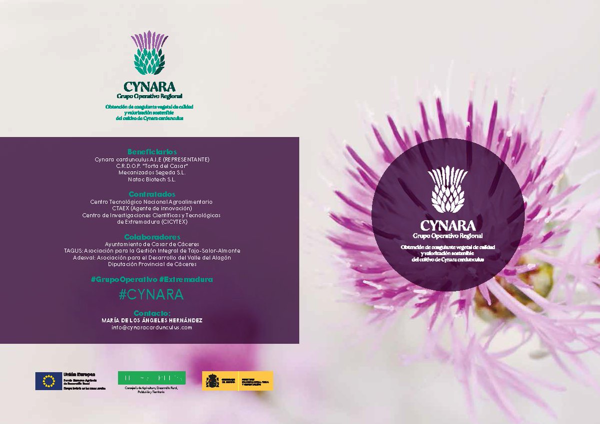 ¿Sabías que en la elaboración de la Torta del Casar es fundamental el cardo Cynara cardunculus? El #GrupoOperativo #Extremadura #CYNARA se ha creado para valorizar su cultivo. Clic aquí para más info 👉 bit.ly/diptico-GOR-CY… <a href="/EIPAGRI_SP/">EIP-AGRI Support Facility</a> @redrunacional @Junta_Agricultu