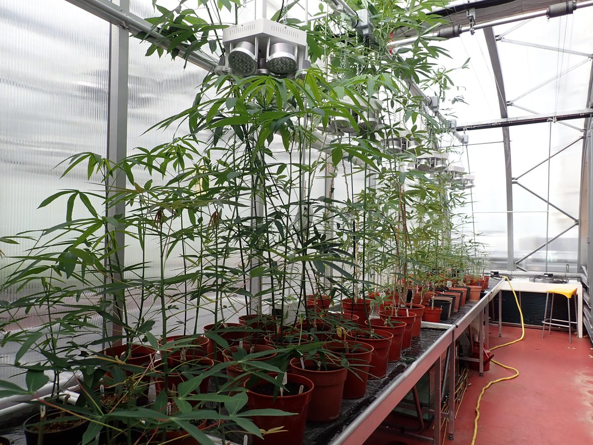 Meet the current Lady Emily Smyth students carrying out BCAI funded MSciR studentships in #plantsci <a href="/BristolBioSci/">University of Bristol Biological Sciences</a> 🌾🌳🌷
bristol.ac.uk/biology/bcai/l…