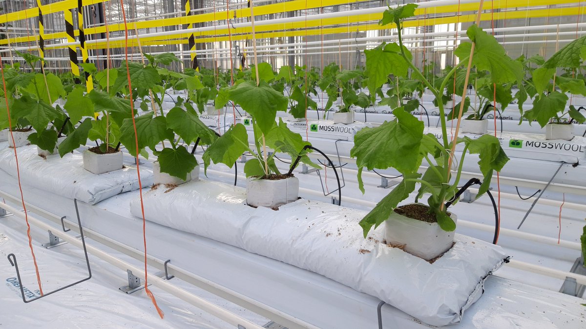 Deze week twee komkommerserres (1500m²) opgeplant voor onderzoek naar klimaatsturing, irrigatiemanagment, stengeldichtheid, vruchtsnoei, duurzame substraten en opbindtechnieken. #zerowaste #Agaris #Sioen #Novarbo #KlasmannDeilmann #TomSystem #Qlipr <a href="/jvanoverschelde/">Jan Vanoverschelde</a> <a href="/PellikaanBV/">Pellikaan BV</a>