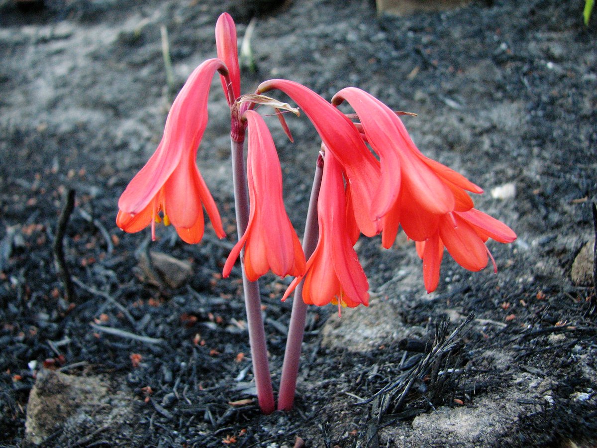 fernkloofza tweet picture