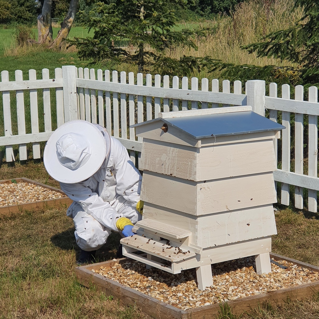 Jennings_'s tweet photo. Checking on our honey bee colony and it's thriving!
Keeping a watchful eye out for the development of swarm cells. Fingers crossed we can entice any new swarm into the hive next door! 🤞🐝
#honeybee #savethebees #beekeeping #oxfordshire #supportingtenants #businesspark https://t.co/AheDdWn76J