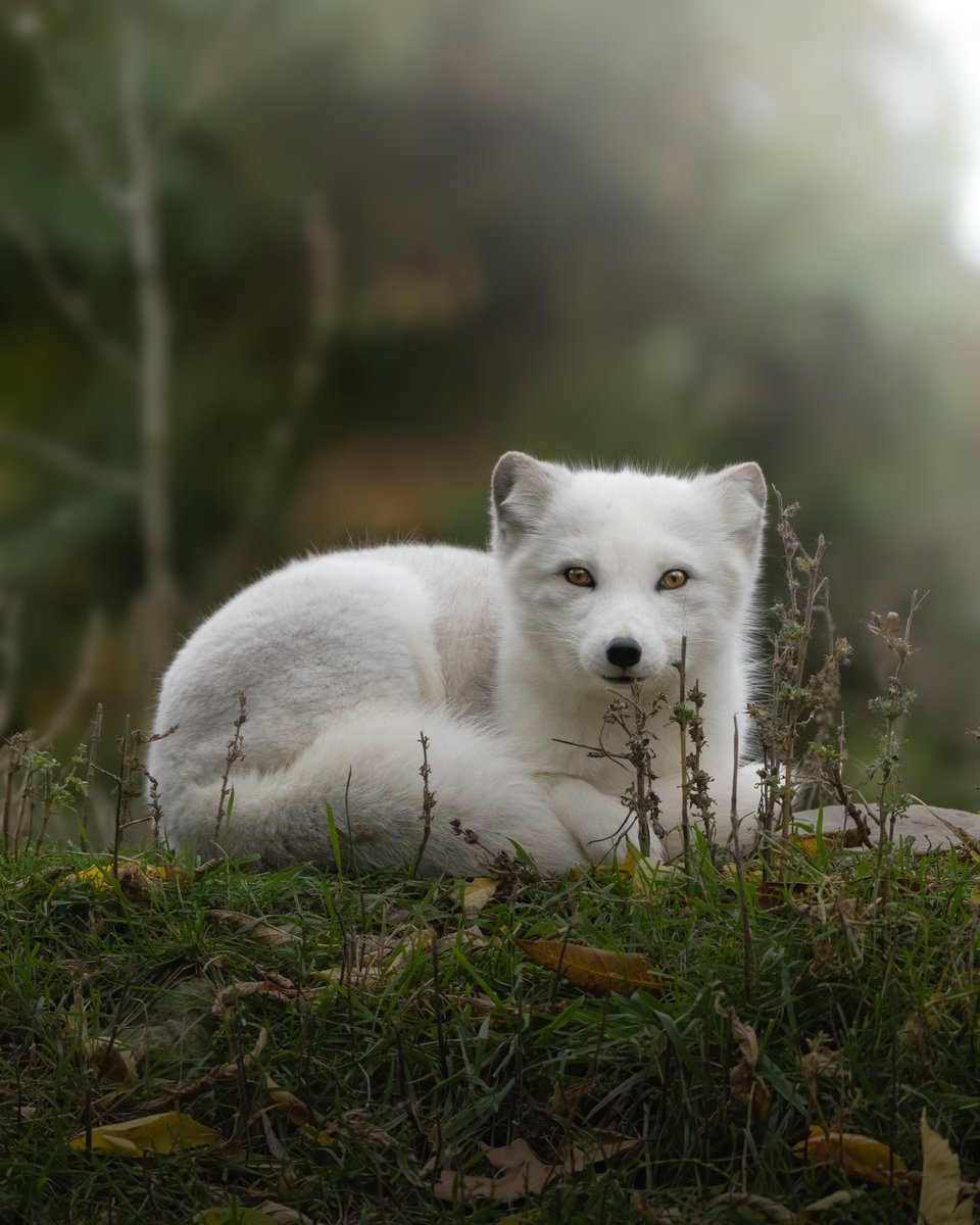 alftown's tweet image. Gm gm gm ☀️