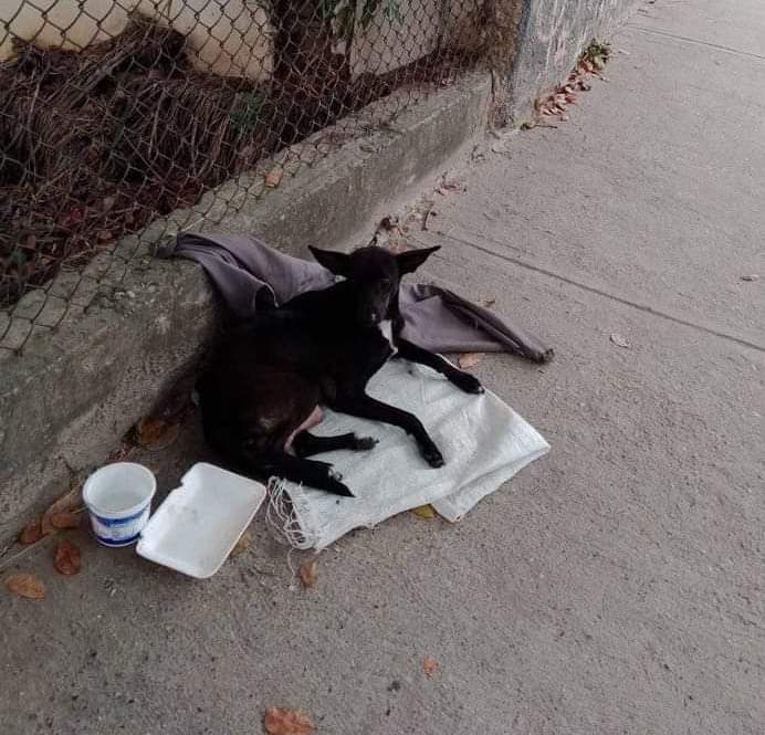PerroUsuario's tweet photo. RT @volknsoni: Perrita que no puede levantarse!se encuentra en Vista Alegre, al lado de la escuela de música Fredy Reyna, más arriba del farmatodo. Debe tener cachorros, porque se nota que ha amamantado, está echada sobre un trapo y no se levanta.Por favor https://t.co/iz6BzaVMxm