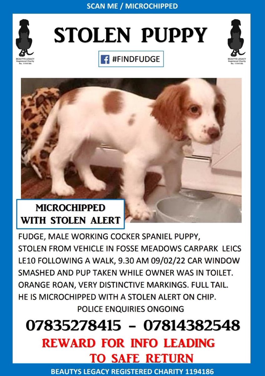 LelJoyce's tweet photo. Fudge was taken by someone who had no right to do so. Please look out for him & if you know where he is please do the right thing & let someone know. Fudge needs to be home with those who love him not with those who clearly don’t care about his welfare #FindFudge #Dogs #Leicester https://t.co/xEYEkswdjO