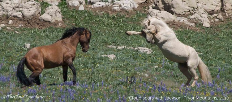 TheCloudFound's tweet photo. TWO BIG WINS for wild horses and burros!
This week Congressman Steve Cohen (D-TN) sent a letter to Sec Haaland & BLM Dir Tracy Stone-Manning, calling to STOP roundups! Congresswoman Dina Titus (D-NV) is also leading a charge to stop roundups! https://t.co/bE1E0UTzos https://t.co/d2R8D3buK7