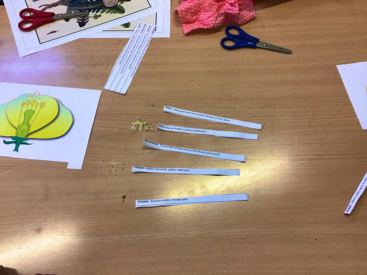 Y5@NEP (@y5_nep) on Twitter photo Weβve been scientists this week by observing & dissecting flowers to learn about reproduction. There was some particularly careful work going on! πΈπΊπ©πΌβπ¬ Weβve been scientists this week by observing & dissecting flowers to learn about reproduction. There was some particularly careful work going on! πΈπΊπ©πΌβπ¬
