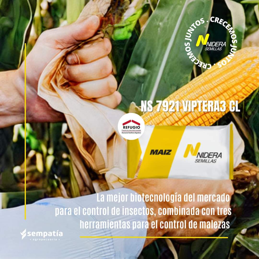 🟡 Biotecnología + Control Insectos + Control Malezas
🌽 NS 7921 VIPTERA3 CL <a href="/NideraSemillas/">Nidera Semillas</a>
Para siembras tempranas y tardías. Un #Híbrido que rinde x donde lo midas 📐
Pedinos  📲🙋🏼‍♂️ tu #BolsaMaízNidera 🌽 
#SempatíaAgropecuaria 🧉
<a href="/MauricioJuan77/">Mauricio Juan</a> <a href="/GuilleFLL/">Guille F Ll</a>