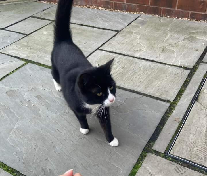 CatChesterfield's tweet photo. Thanks to the power of social media this lovely girls human has been found 🥳😊
If your cat is microchipped, PLEASE ensure the contact details are up to date ✅
#HappyEnding #Reunited #microchip #CatsOfTwitter https://t.co/BT1zAVNPK0