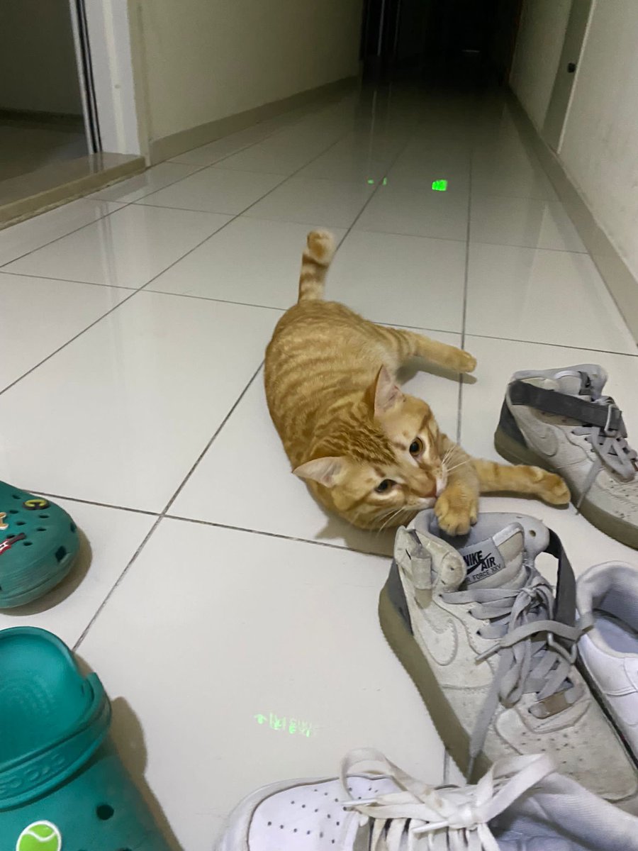 Acil istanbul🚨🚨🚨🚨 Bu kediyi sahibi kapıya atmış kedide böyle kapıdan ayrılmıyormuş kapıda bile istemiyor kadın kediyi yer bulunmazsa sahibi götürüp bi yere atacakmış eşyalarıyla
05522912791