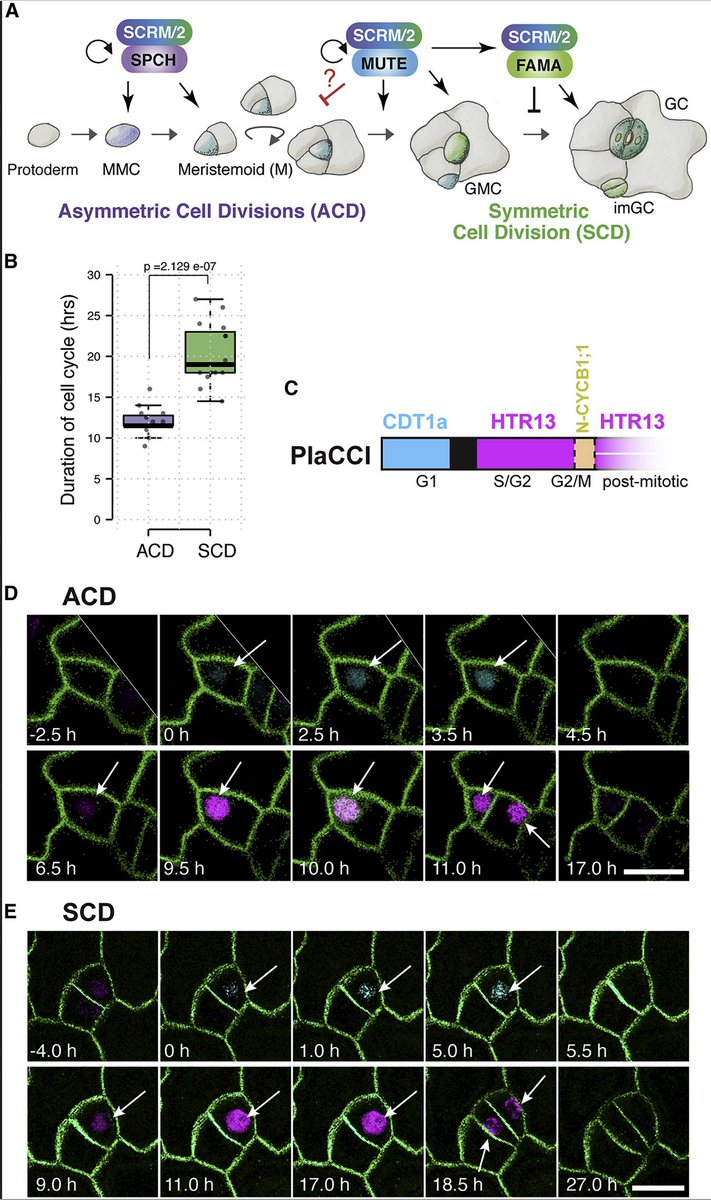 Stomata_Tweets's tweet photo. Finally @Dev_Cell, now w/ fantastic time-lapse imaging by @ArvidHema. Congrats, Soon-Ki, Eundeok, @CG_ath &amp; all Co-authors🌱🔬🥰🧪 
"Deceleration of the cell cycle underpins a switch from proliferative to terminal divisions in plant stomatal lineage"
https://t.co/BLFW0ZdaUw https://t.co/iNesqjELAu