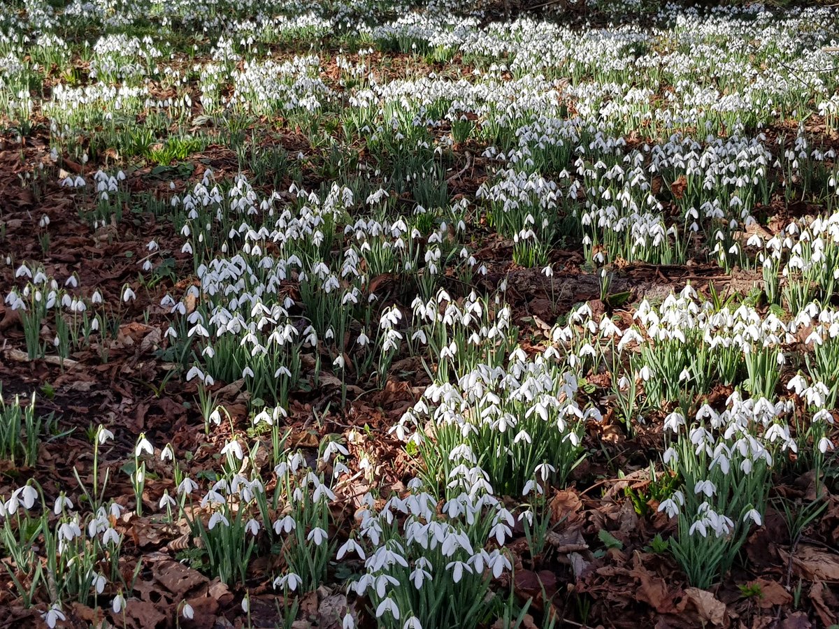 kendie's tweet photo. Had a lovely morning at Rode Hall snowdrop walk. Not been before. There were so many snowdrops, it was just wonderful to see. I think now is the perfect time to go especially on a sunny day #RodeHall #snowdrops #nature #spring https://t.co/pClBcavPyD