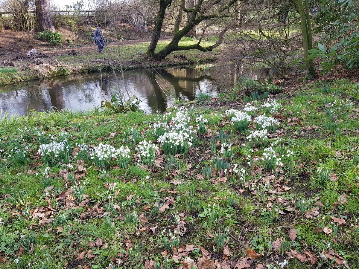 kendie's tweet photo. and a few more of the snowdrops. Well worth a visit #RodeHall #snowdrops #nature #spring https://t.co/IHSRgu8krl