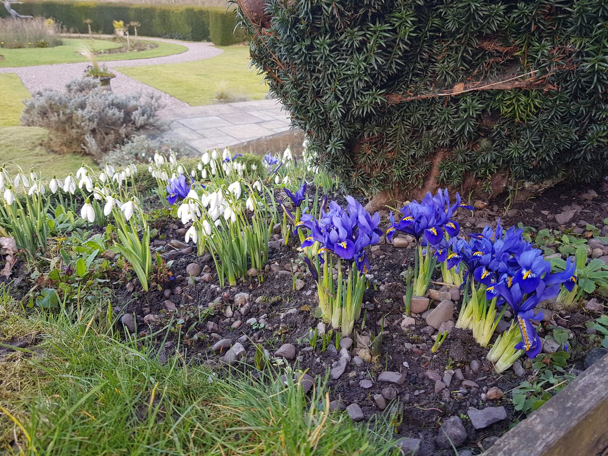 kendie's tweet photo. and a few more of the snowdrops. Well worth a visit #RodeHall #snowdrops #nature #spring https://t.co/IHSRgu8krl