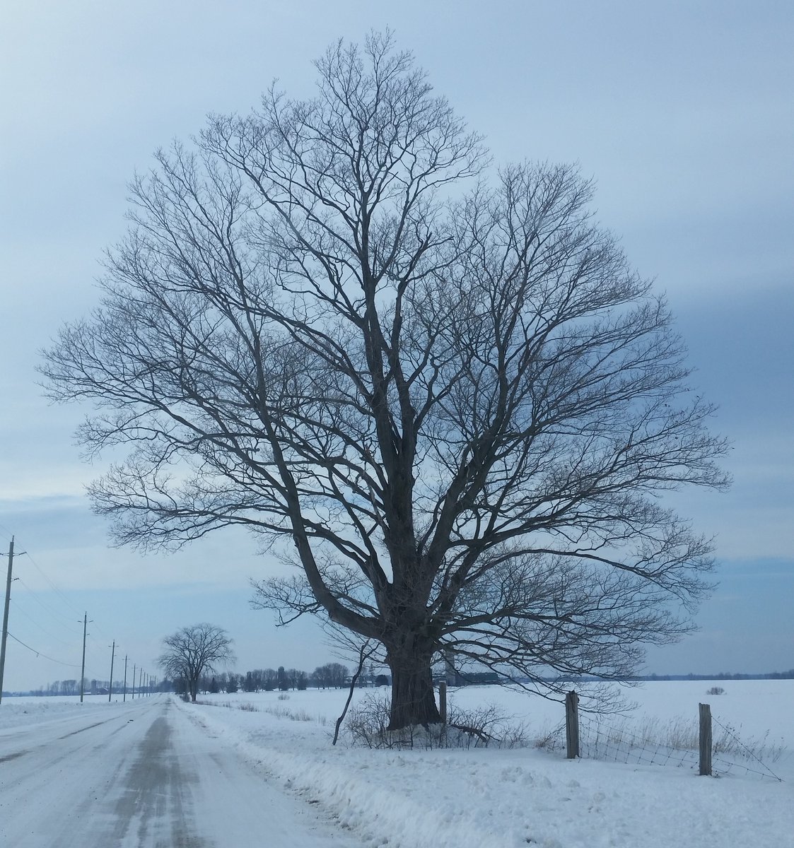 UteSchmid's tweet photo. Part of my tiny collection of #ghosttrees / #nakedtrees photographed as I drove along the road towards a hiking adventure at Tiny Marsh near Elmvale, Ontario. #SimcoeCounty #Snowflakelady #ResidentialTourist https://t.co/VWz1LlILNW