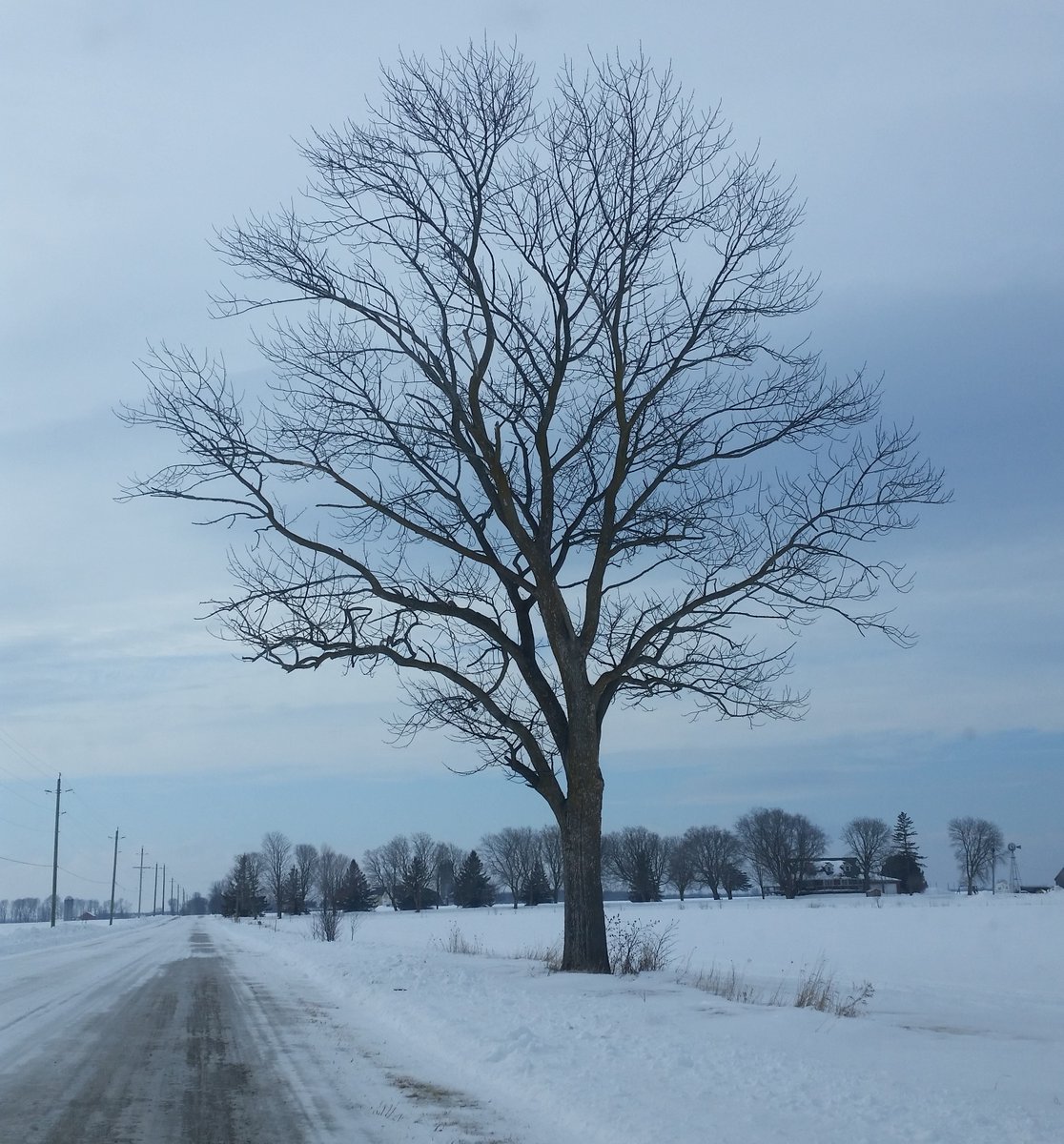 UteSchmid's tweet photo. Part of my tiny collection of #ghosttrees / #nakedtrees photographed as I drove along the road towards a hiking adventure at Tiny Marsh near Elmvale, Ontario. #SimcoeCounty #Snowflakelady #ResidentialTourist https://t.co/VWz1LlILNW