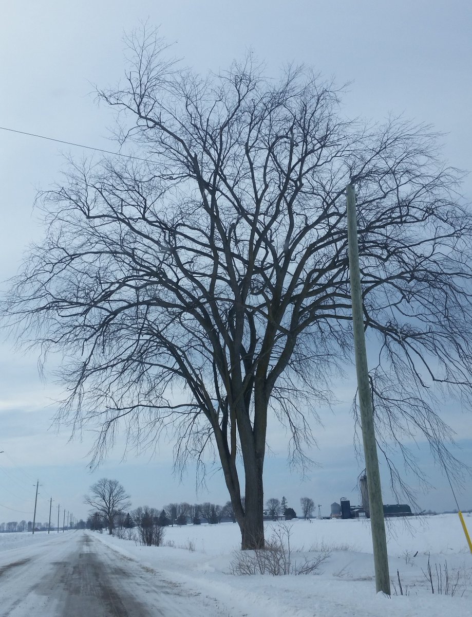 UteSchmid's tweet photo. Part of my tiny collection of #ghosttrees / #nakedtrees photographed as I drove along the road towards a hiking adventure at Tiny Marsh near Elmvale, Ontario. #SimcoeCounty #Snowflakelady #ResidentialTourist https://t.co/VWz1LlILNW