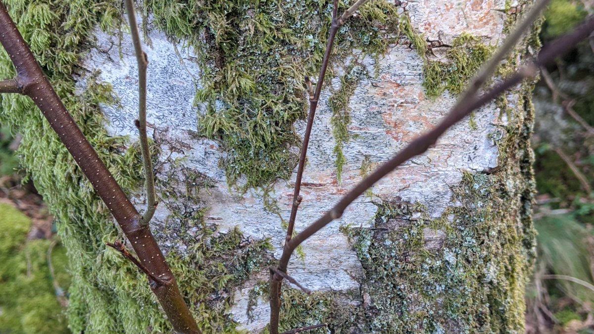 DartmoorNT's tweet photo. Love is all around this valentines day...
It's not just about the birds and bees
It's even in the trees 💚
#NationalTrustDartmoor #ValentinesDay #HeartInNature https://t.co/zxPX1pNOJl