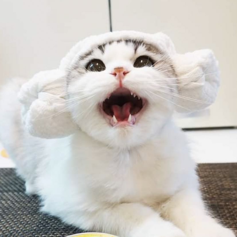 냥냥이 tweet media
