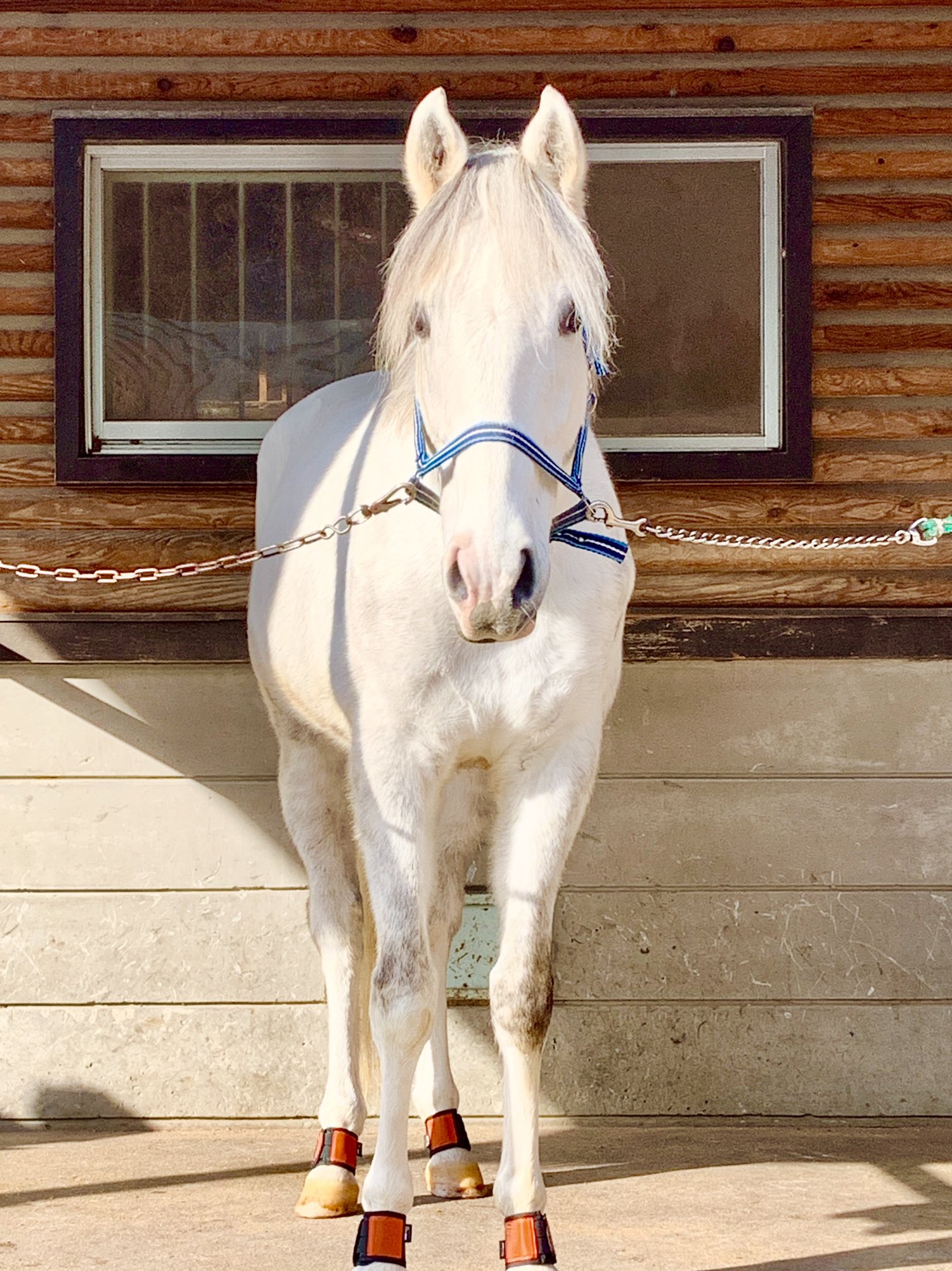 馬と歴史と未来の会 公式 Ahaltekeion Twitter