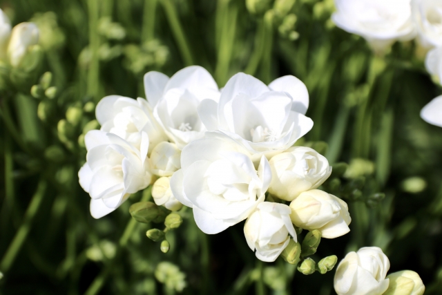 フラコレサイト 公式 日比谷花壇のお花の頒布会 今日の誕生花 2 16 ーーーー フリージア 白 ーーーー 花言葉 無邪気 南アフリカでオランダのパールマンによって発見されました フリージアの花は非常に良い香りがします T Co