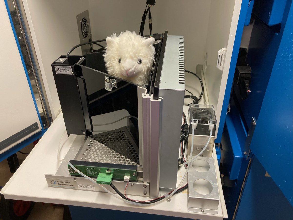 Joe_Airey's tweet photo. After months of training Alice the alpaca still can't perform our behavioral paradigm #AliceOnTour @Proteintech 
I’m a new field marketing representative for @Proteintech. Ask me any questions about antibodies or optimization of IHC in brain slices and I’ll find you an expert! https://t.co/Gwz5HxP8Nf