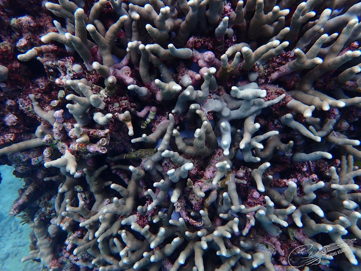 CephWarden's tweet photo. The round white eggs of cuttlefish (Sepia latimanus) peeking out through the branches of coral. https://t.co/slW8kgrX6S