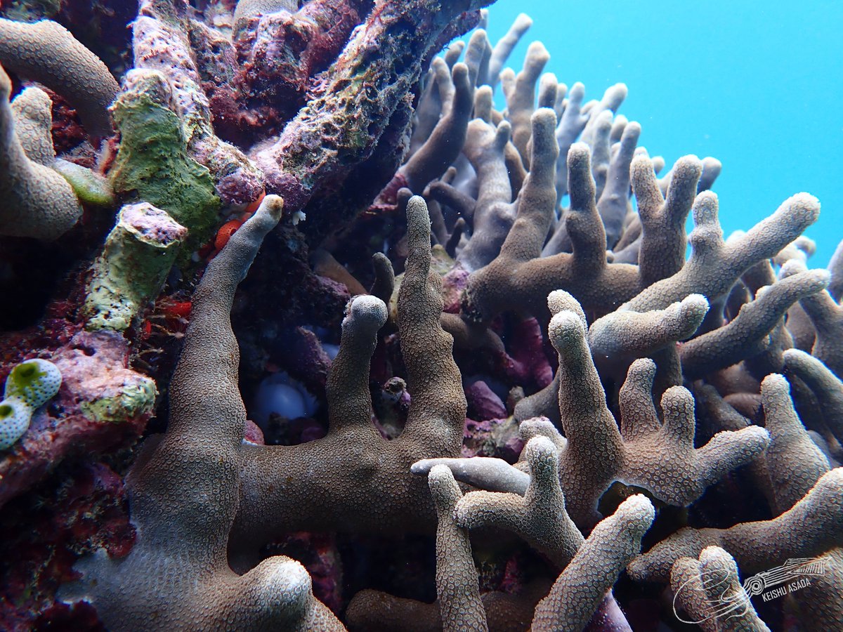 CephWarden's tweet photo. The round white eggs of cuttlefish (Sepia latimanus) peeking out through the branches of coral. https://t.co/slW8kgrX6S