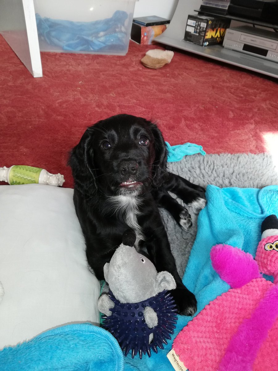 SoThisGirlDoe's tweet photo. @dog_rates @Trupanion Taught him young https://t.co/pk4L0FMU7Y