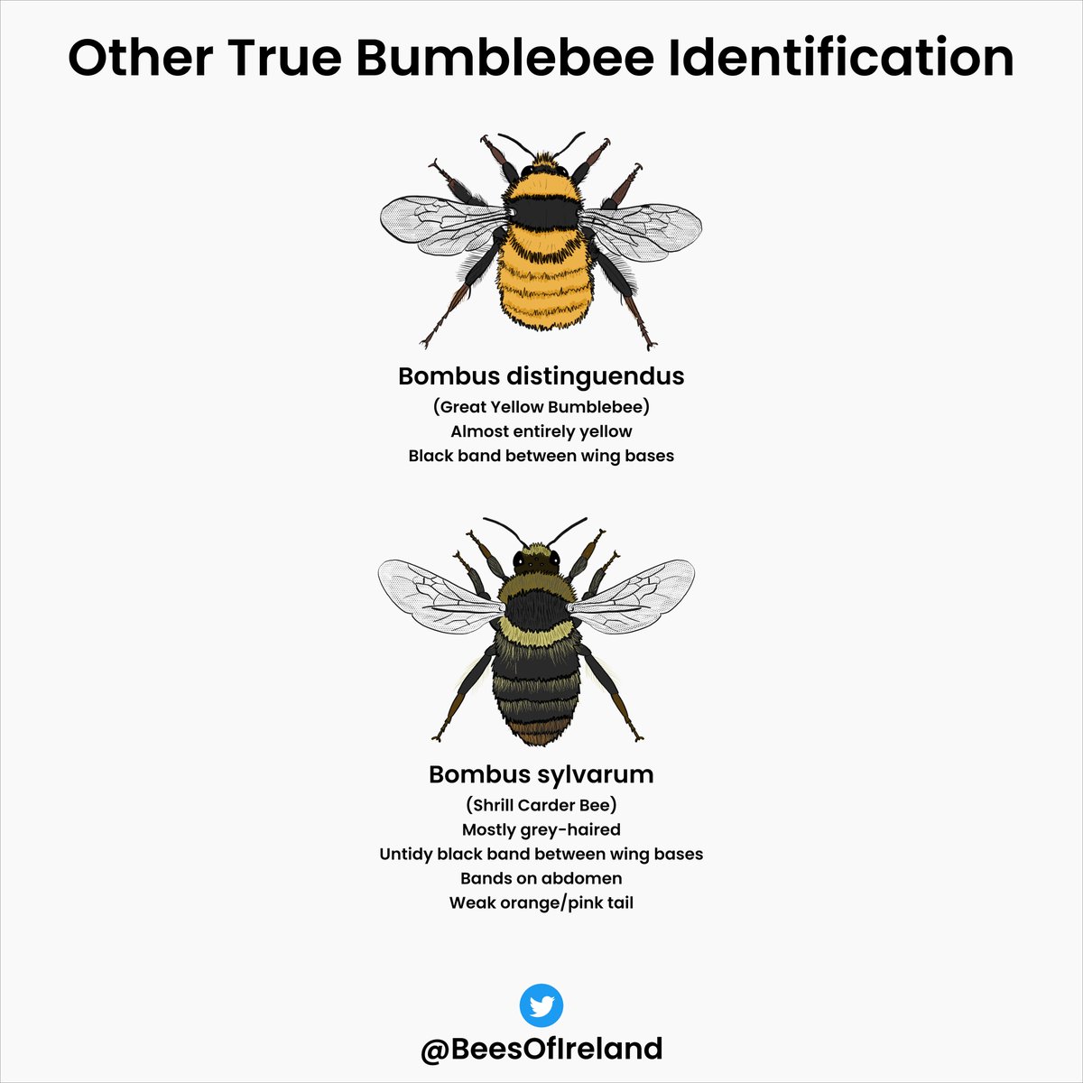 Female True Bumblebee Identification Guides for Ireland

Please feel free to share, print out and use to help ID the Irish bumblebees

CC BY-SA-NC 4.0