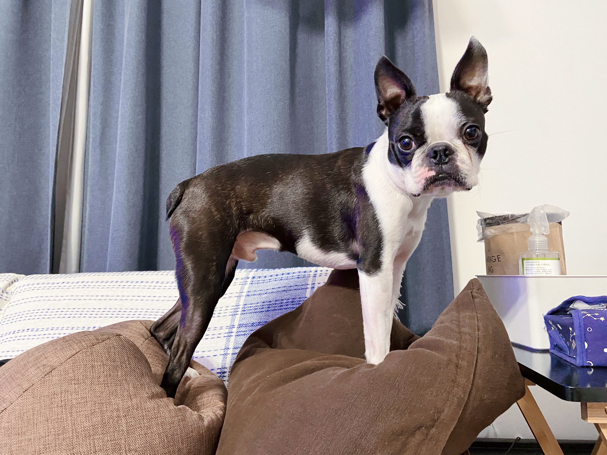 Iggy イギー ボストンテリア Iggy The Dog Twitter