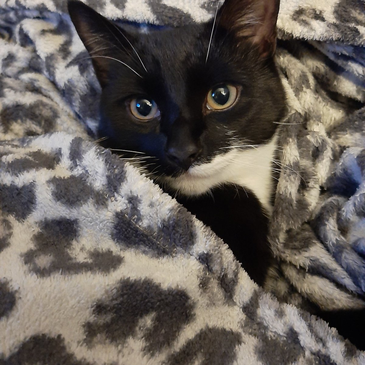 DarrenCHines's tweet photo. @rickygervais @PickliciousF @Leese1979 our Alfie, the fastest cat in the west x https://t.co/iHekockbMh