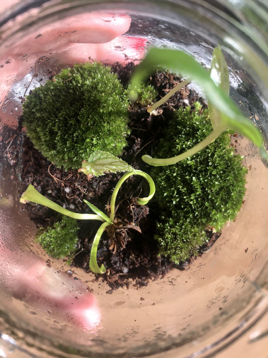 CristalPalacios's tweet photo. Desk #TerrariumThursday π± https://t.co/xrO9CwGntF