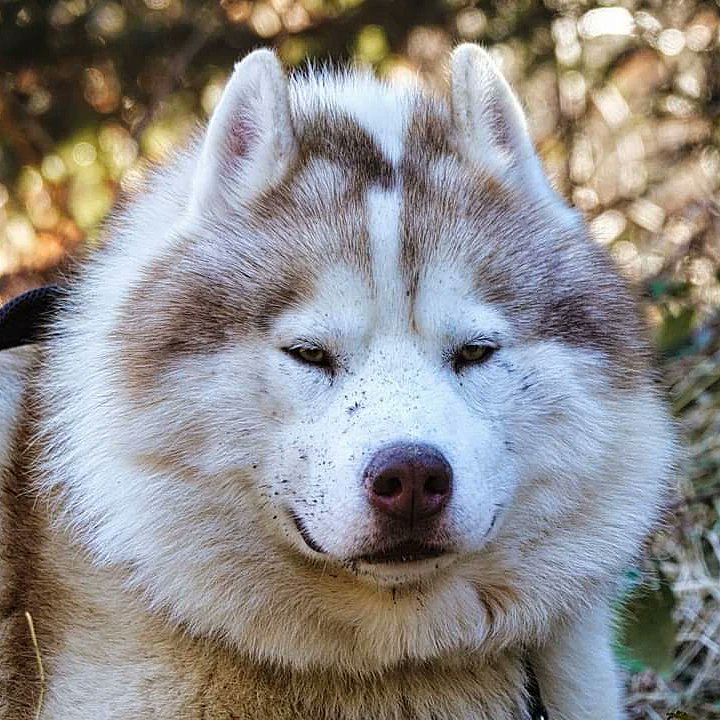 Fred_html's tweet photo. Portraits de Chiens de traîneaux 🐺
[09/02/22]
#dubostnature #chiensdetraineaux #dogs #chiens #nature #photography https://t.co/82dmUSMgCg