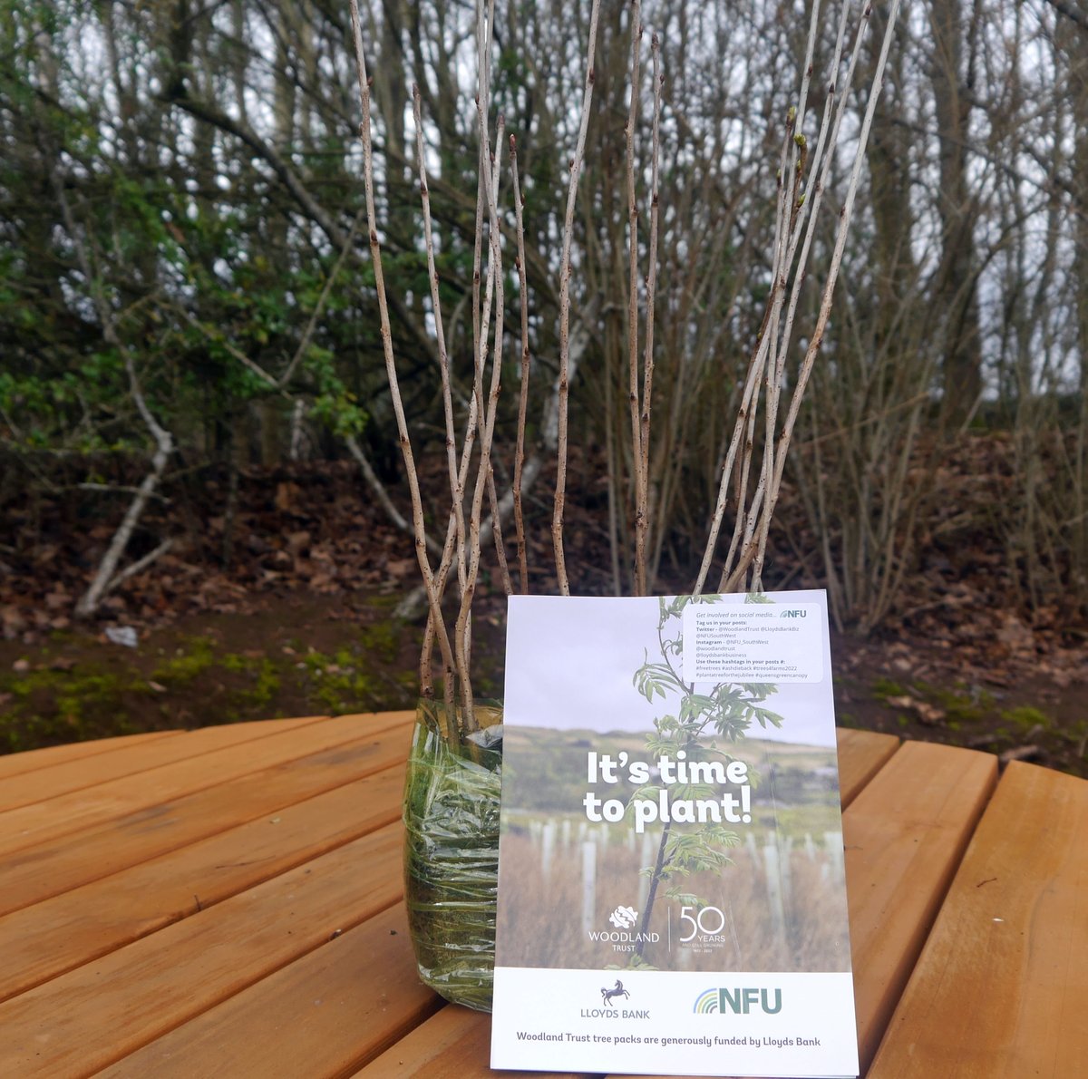 Busy morning here in Exeter handing out #trees4farms2022 with @nfum_Exeter in partnership with @LloydsBankBiz and @WoodlandTrust 
#plantatreeforthejubilee