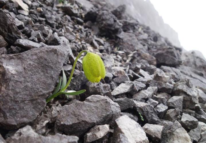Planta cambió su color porque tiene miedo de personas

Una planta utilizada en la medicina tradicional china ha evolucionado para volverse menos visible al ser humano, ganando así más posibilidades de sobrevivencia. #CaracasEcológica  #SupraCuidaCaracas #UsaElBolivarDigital