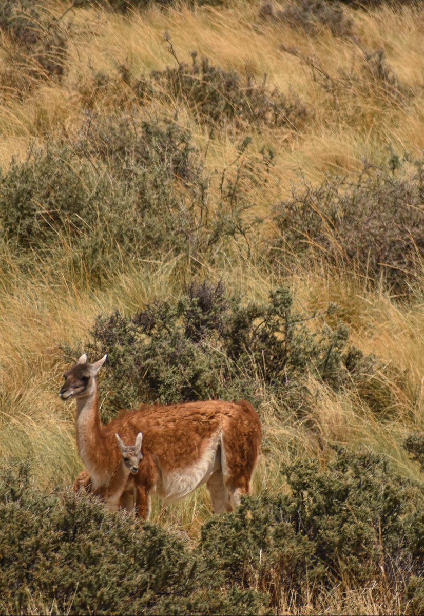 🎈Punta Tombo.. Te Hace Vivir Experiencias Únicas 😲😜... La Magia Que Tiene La #patagoniaArgentina 🥰😍🐧. #naturaleza